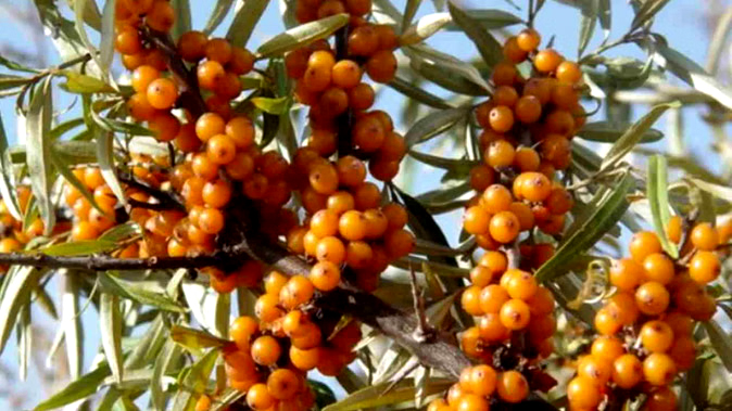 उत्तराखंड में होगी सीबकथोर्न की खेती, किसानों की आमदनी में होगा इजाफा